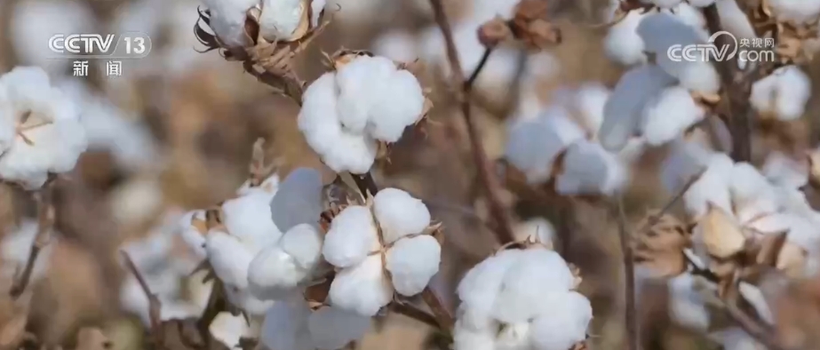 一朵棉花“链”起产业集群一“增”一“减”棉纺业向“绿”发展(图1)